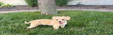 Tiny