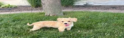 Maltipoo dogs for sale: Tiny - Ad 1