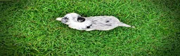 Havapoo dogs for sale: Skye - Ad 13