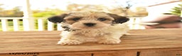 Teddy Bear dogs for sale: Basil  - Ad 4