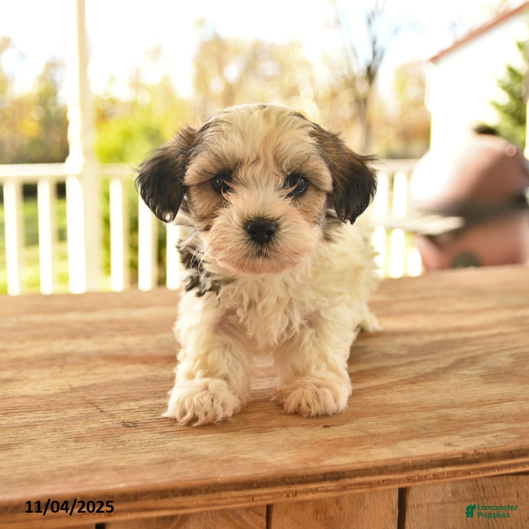 Teddy Bear dogs for sale: Basil  - Ad 4