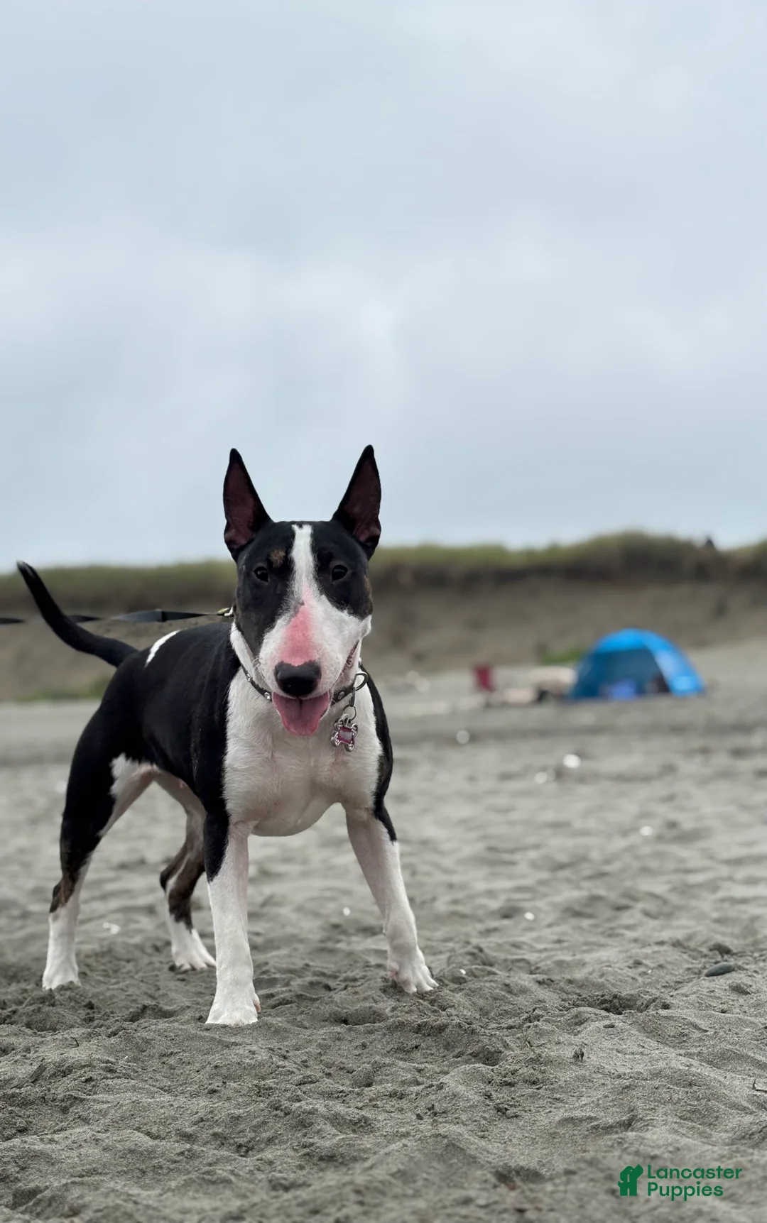 Bull Terrier dogs for sale: Rare Black Bull Terrier Puppy - Ad 6