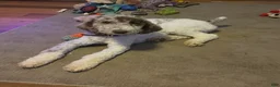 Aussiedoodle dogs for sale: Aussiedoodle Male 2 - Ad 1