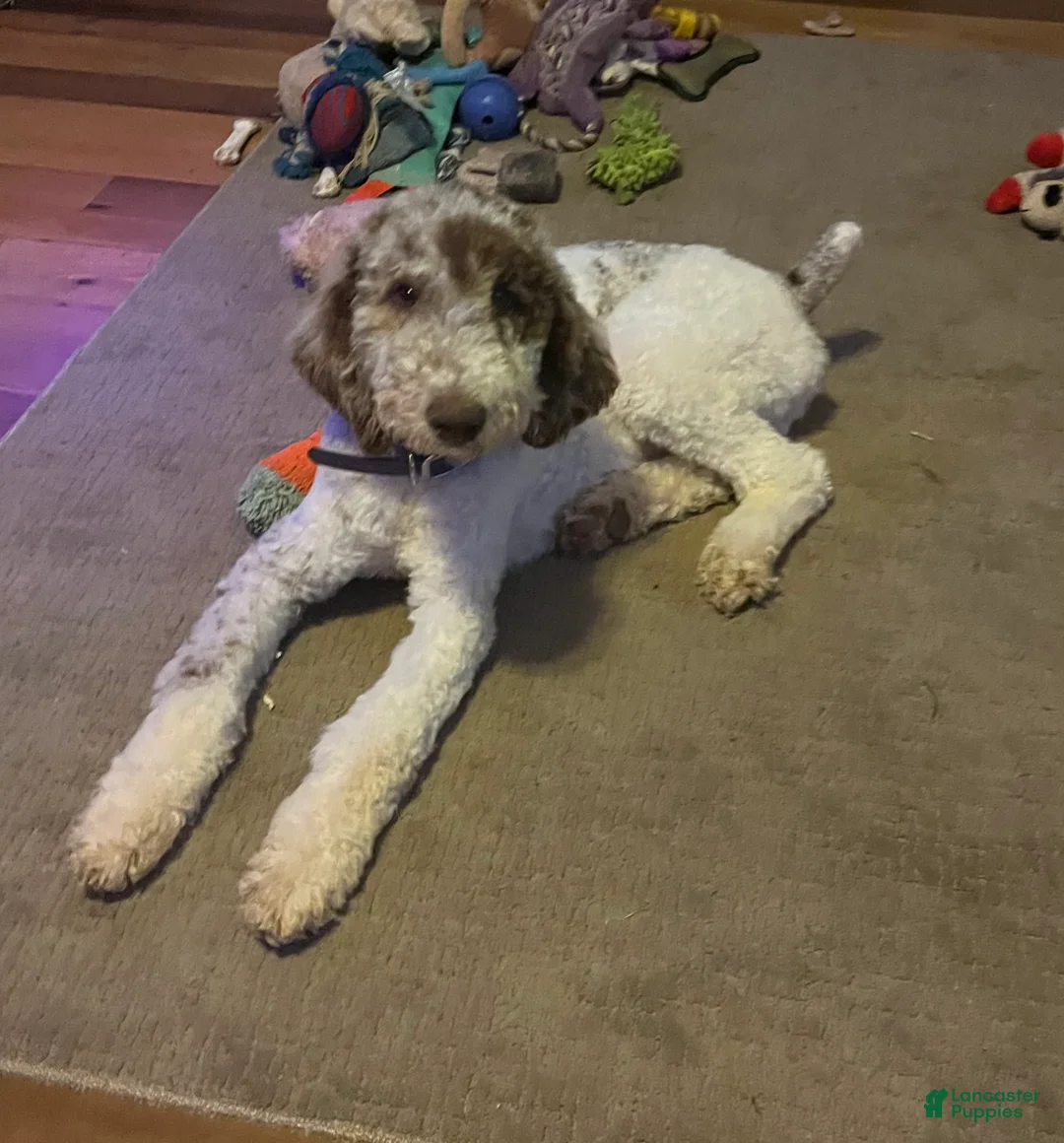 Aussiedoodle dogs for sale: Aussiedoodle Male 2 - Ad 1