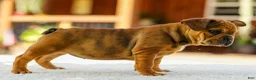 French Bulldog dogs for sale: Olive – Fawn Brindle/White - Ad 7