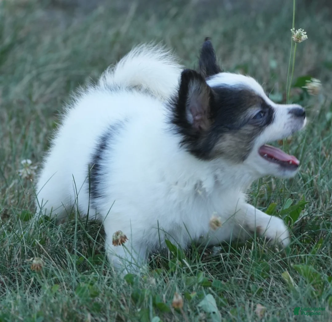 Gallery Image {{count}}