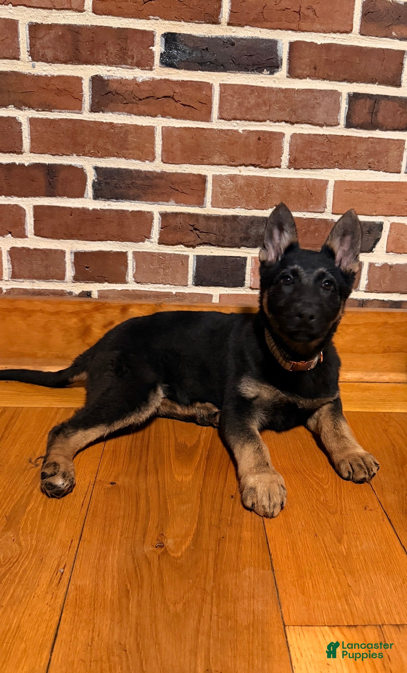 German Shepherd dogs Lena  - Ad 2