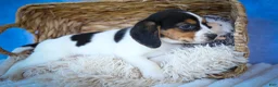 Beagle dogs for sale: Ollie Belle - Ad 17
