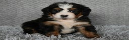Mini Bernedoodle dogs for sale: Hunter - Ad 1