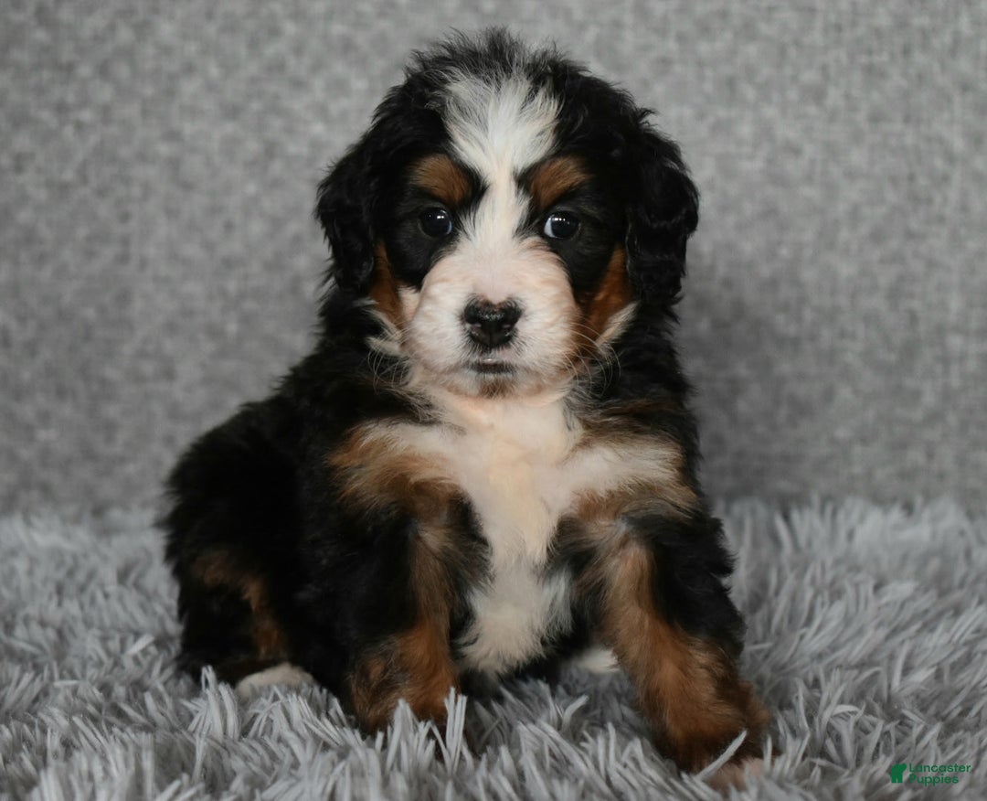 Mini Bernedoodle dogs for sale: Hunter - Ad 1