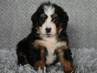 Mini Bernedoodle dogs Hunter - Ad 40