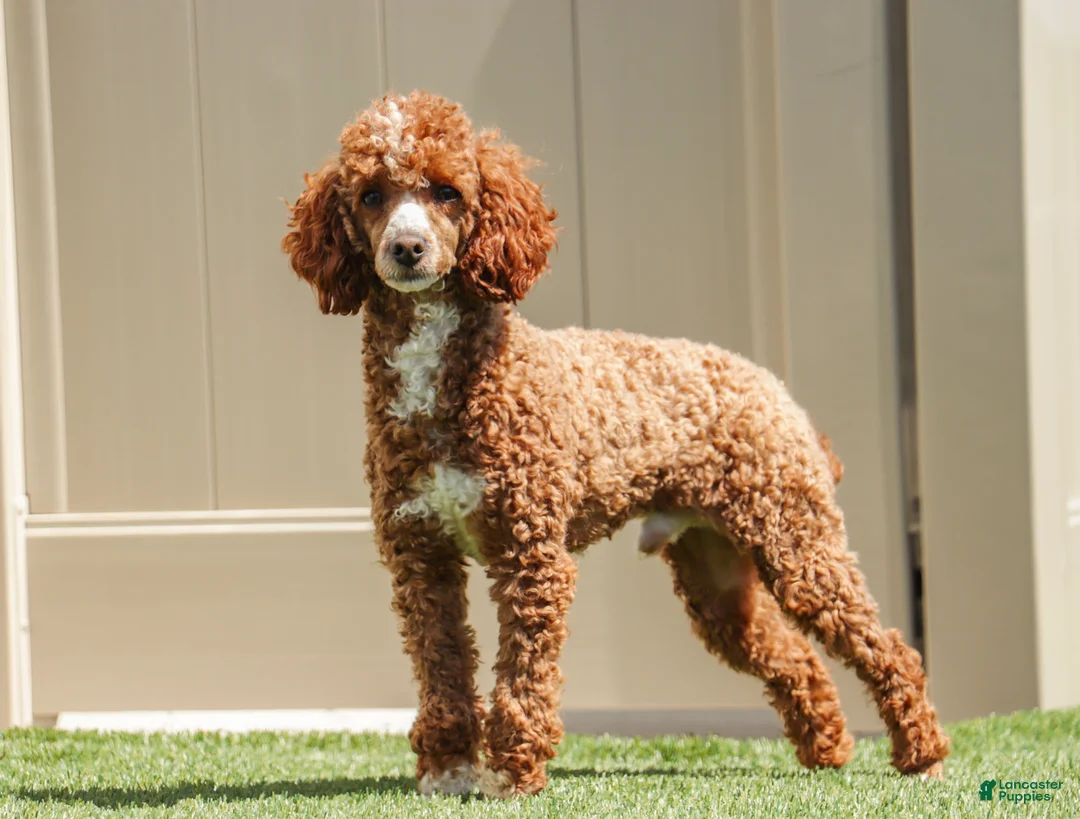Miniature Poodle dogs for sale: Lorene - Ad 9