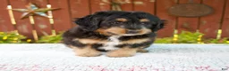 Mini Bernedoodle dogs for sale: Noelle - Ad 5