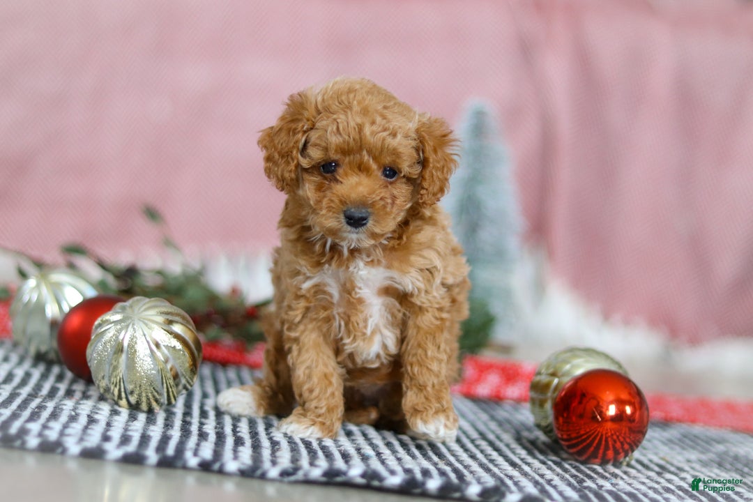 Miniature Poodle dogs for sale: Nova - Ad 3