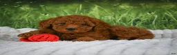 Mini Goldendoodle dogs for sale: Raven - Ad 4
