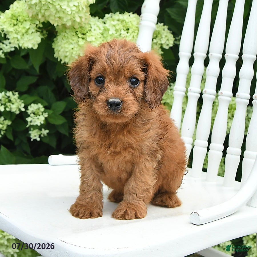 Cavapoo dogs Dash - Ad 2