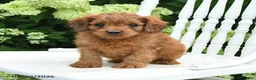 Cavapoo dogs for sale: Dash - Ad 2