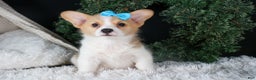 Welsh Corgi Pembroke dogs for sale: Ike - Ad 13