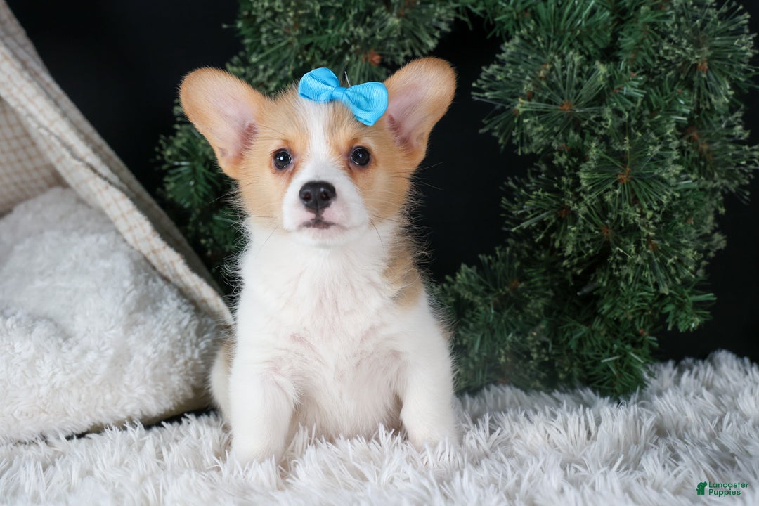 Welsh Corgi Pembroke dogs for sale: Ike - Ad 13