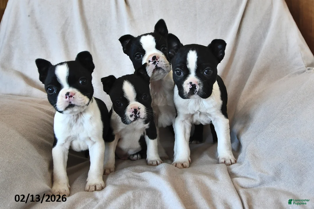 Boston Terrier dogs for sale: Parker - Ad 3