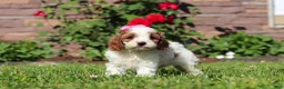 Cockapoo dogs for sale: Ava - Ad 5