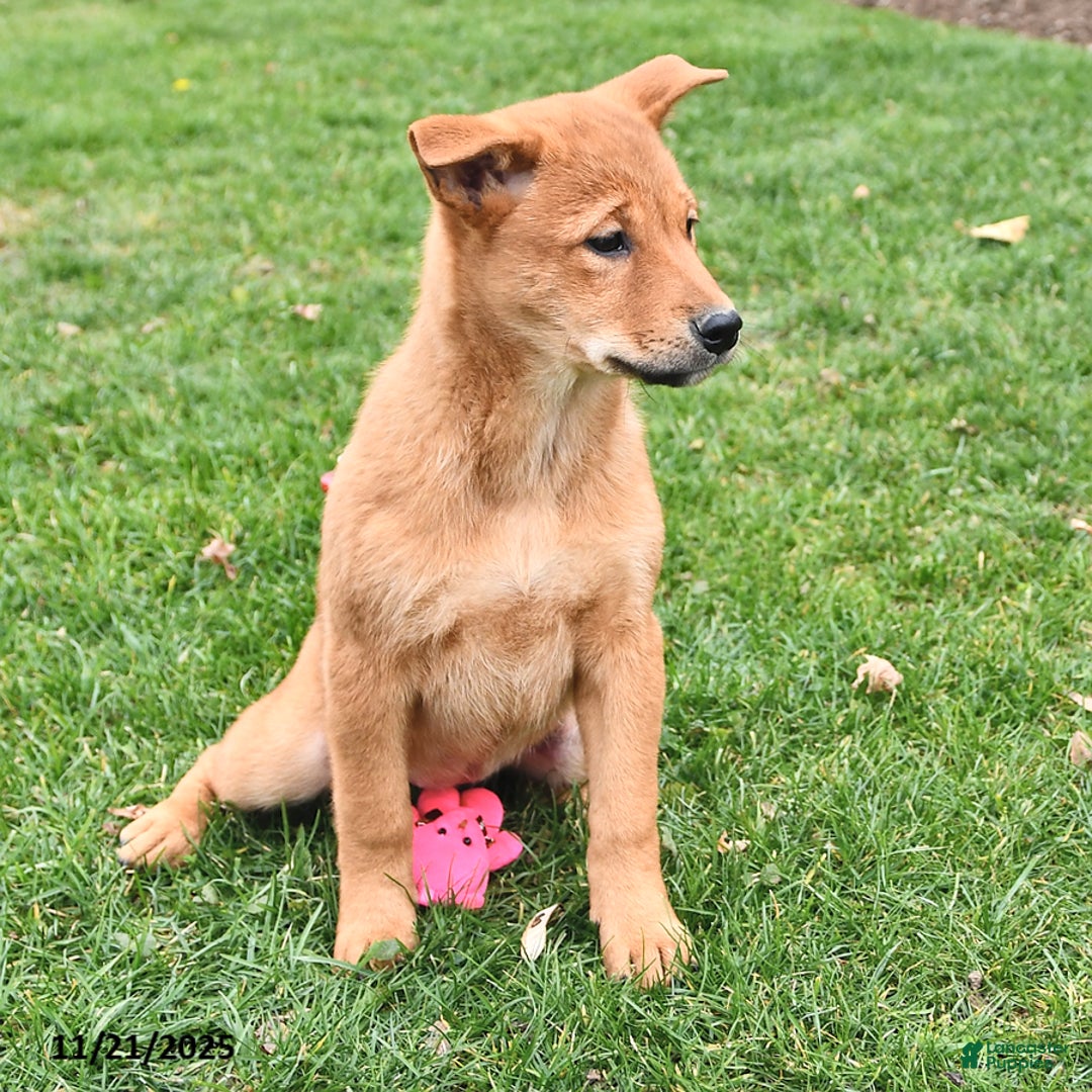 Mixed Breed dogs for sale: Tootsie - Ad 9