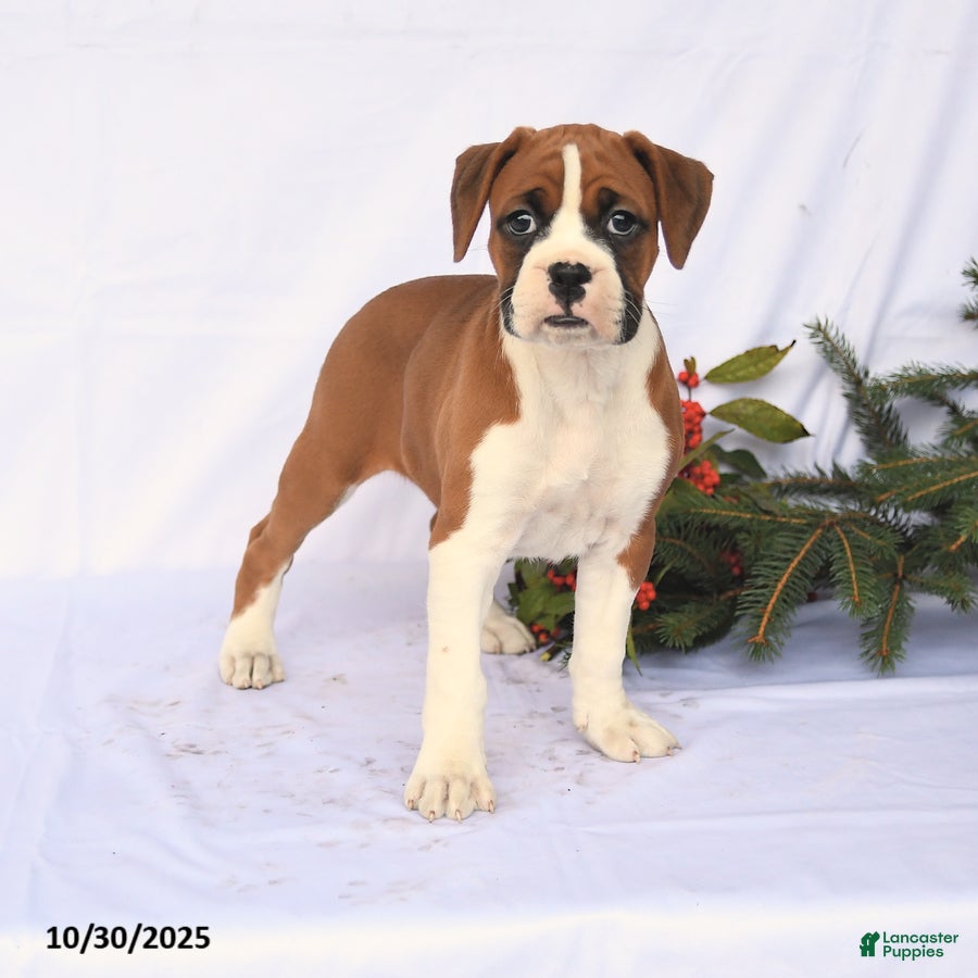 Boxer Puppies for sale Lancaster Puppies