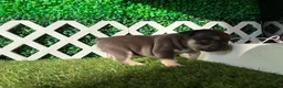 French Bulldog dogs for sale: French Bulldog 3 - Ad 4