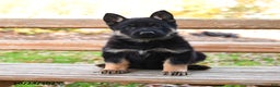 German Shepherd dogs for sale: Wiley - Ad 3