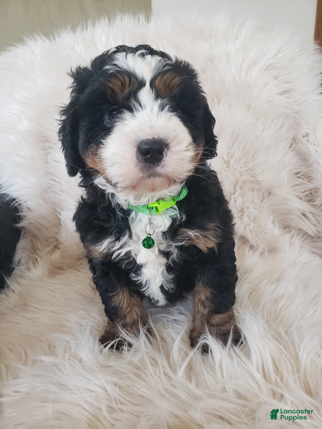 Mini Bernedoodle dogs for sale: Vinnie-Health Tested Parents - Ad 2
