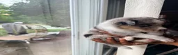 Mixed Breed dogs for sale: Ice - Ad 2