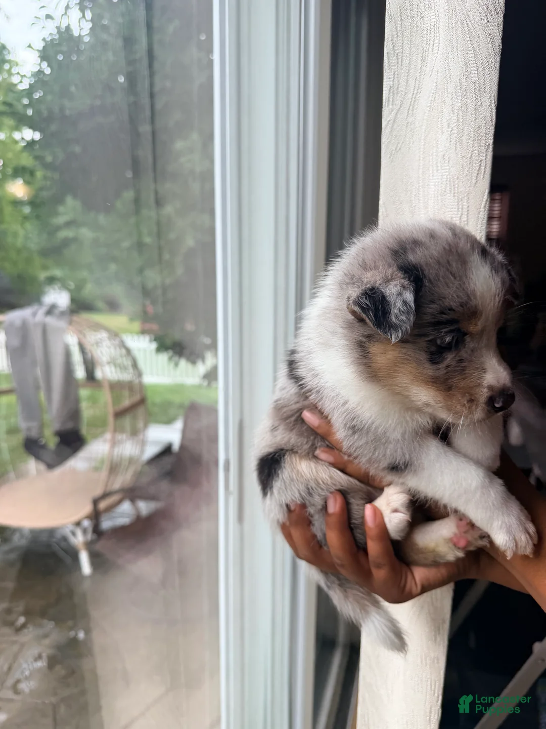 Mixed Breed dogs for sale: Ice - Ad 2
