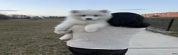 Samoyed dogs for sale: Nala - Ad 2