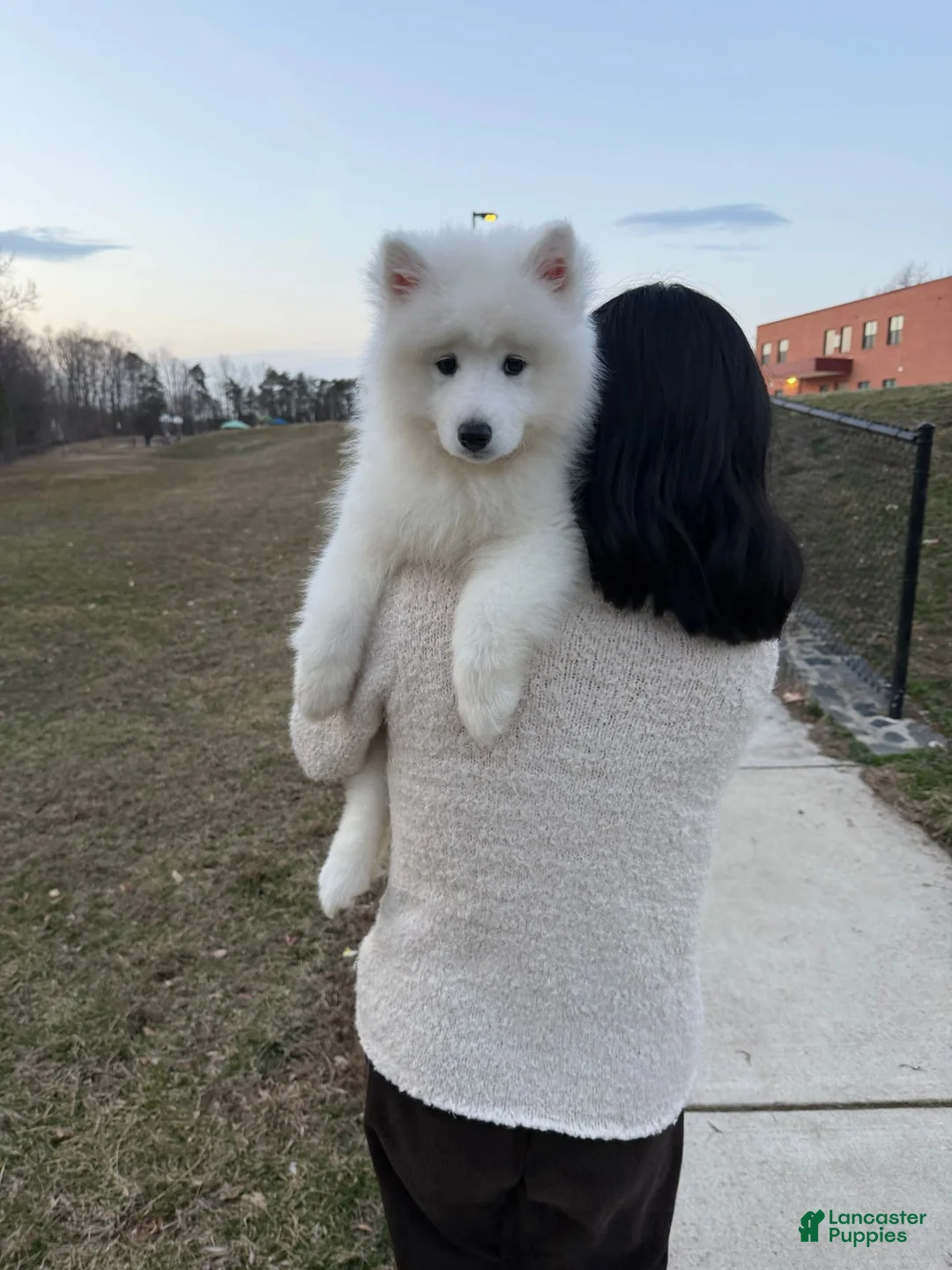 Samoyed dogs for sale: Nala - Ad 2