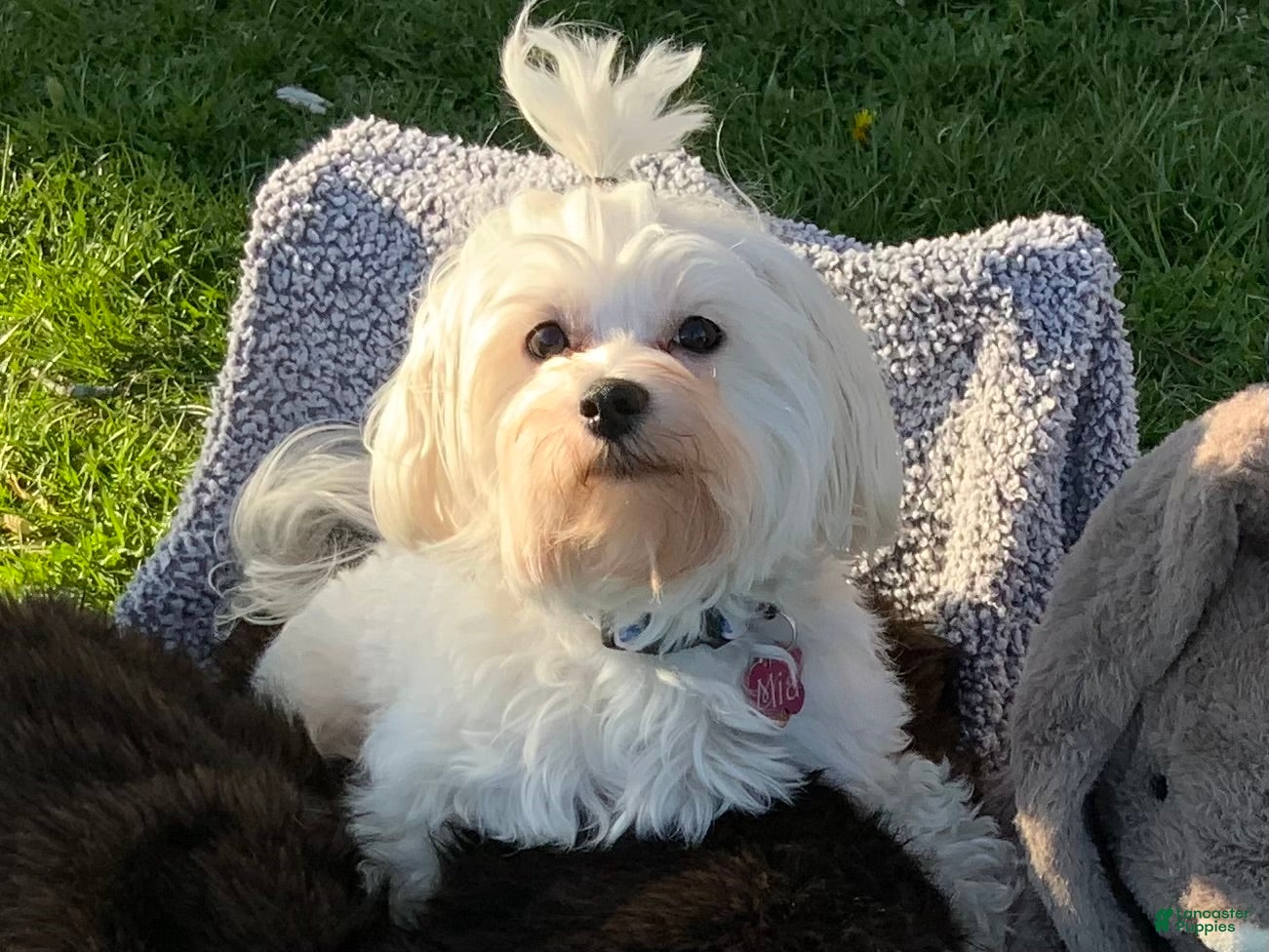 Mia