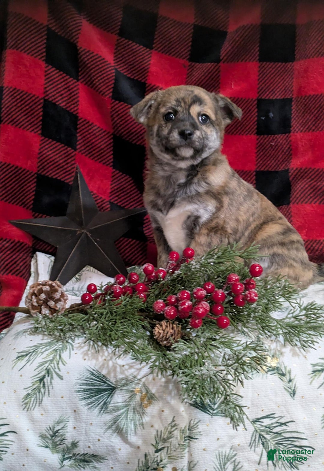 Mixed Breed dogs for sale: Luna - Ad 9