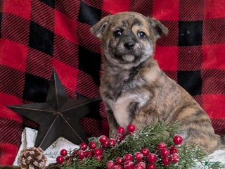 Mixed Breed dogs Luna - Ad 39