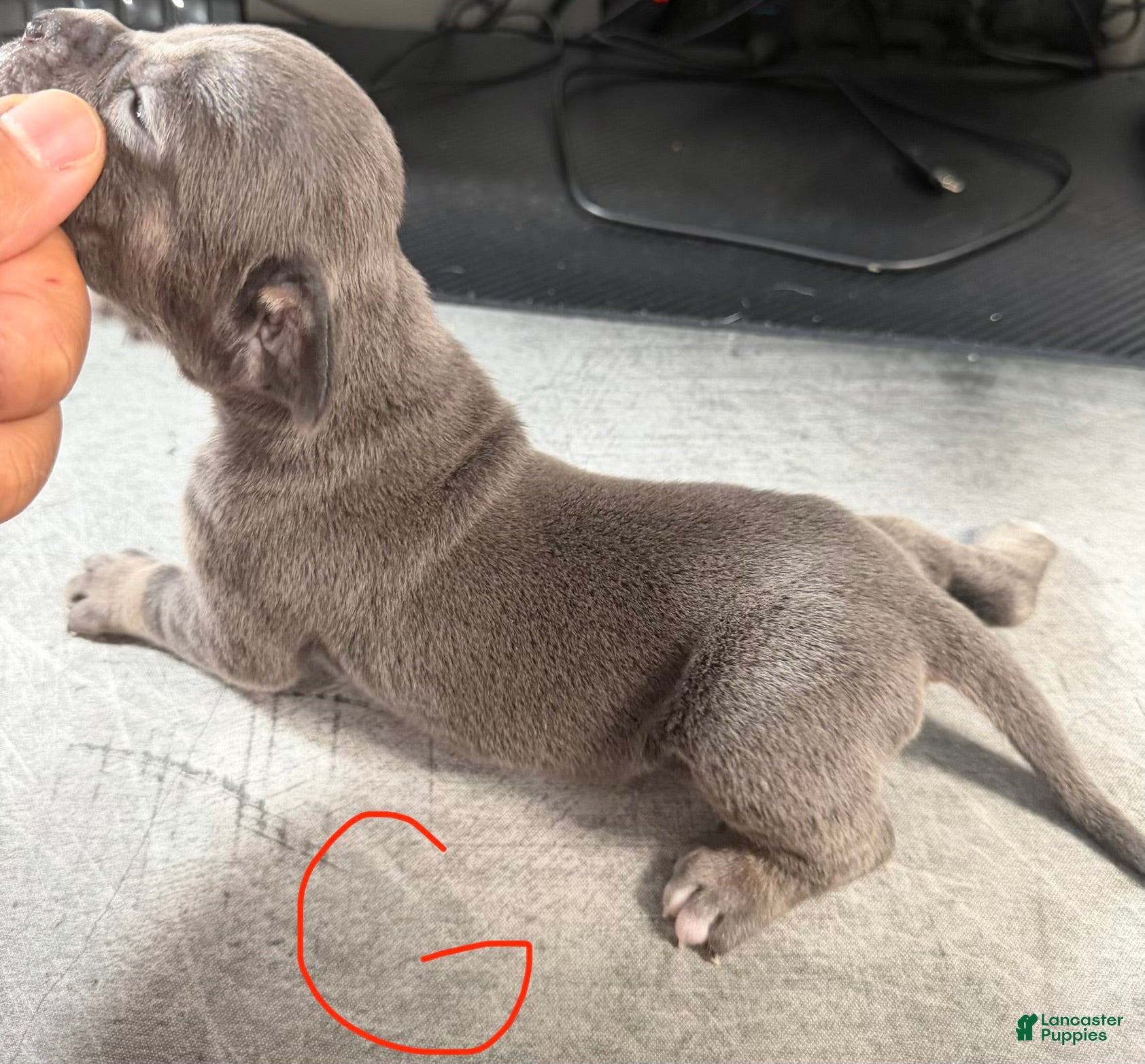 Cane Corso dogs Daisy - Ad 2