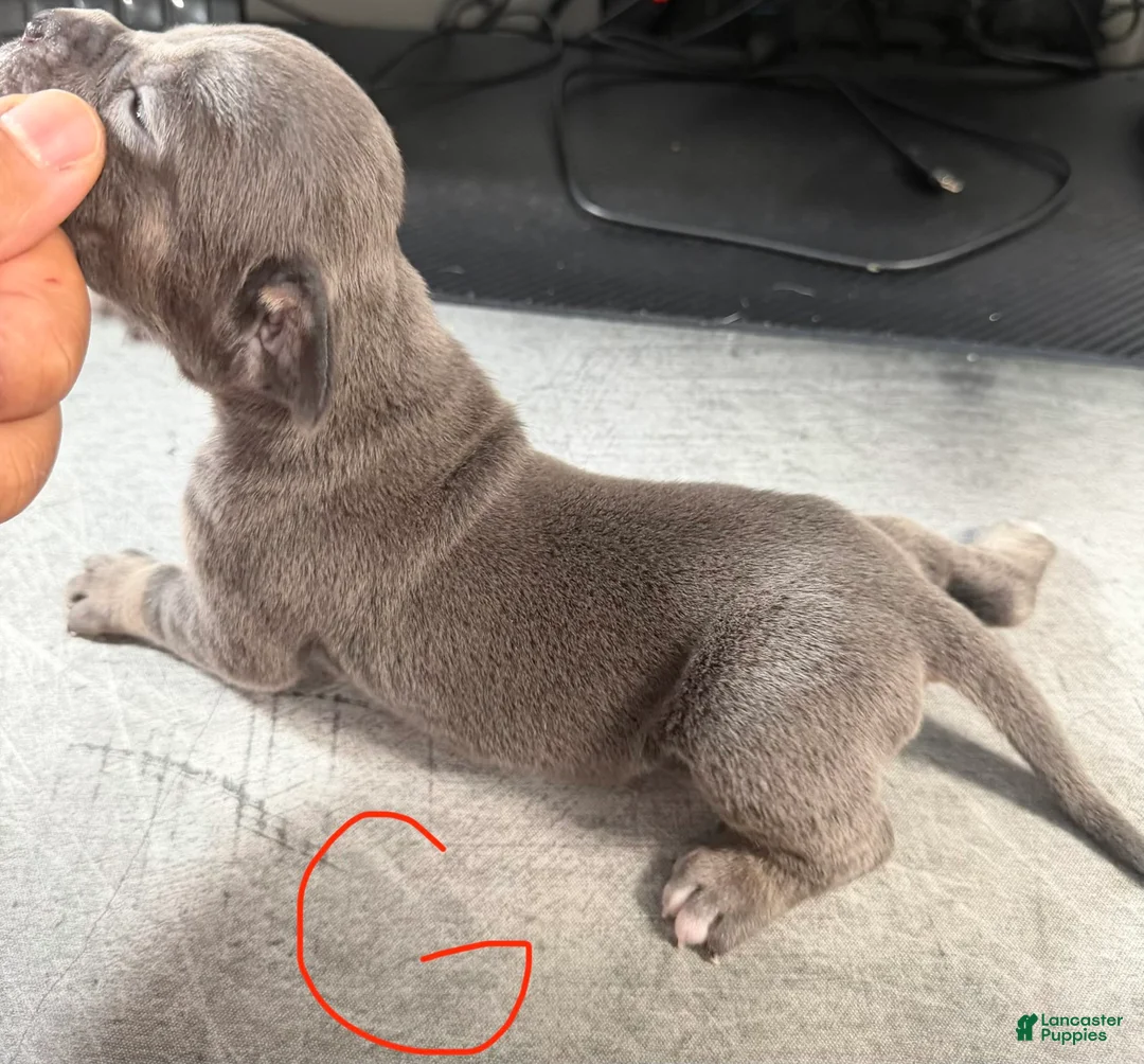 Cane Corso dogs for sale: Daisy - Ad 2