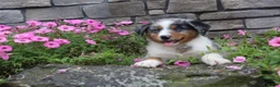 Australian Shepherd dogs for sale: Parker - Ad 5