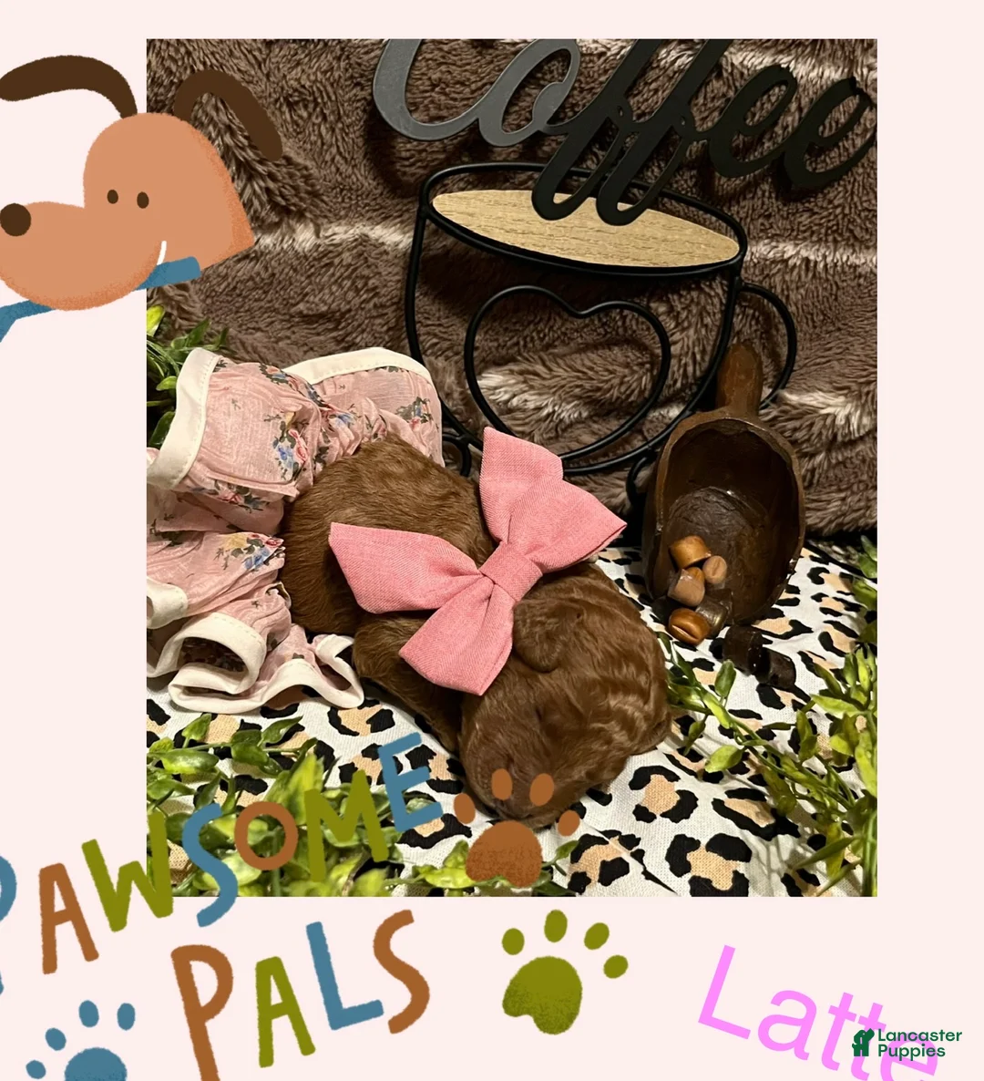 Miniature Poodle dogs for sale: Latte - Ad 1