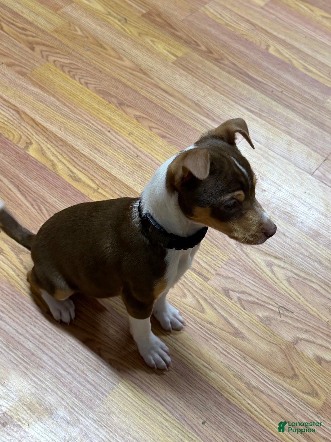 Rat Terrier dogs for sale: Buddy - Ad 2
