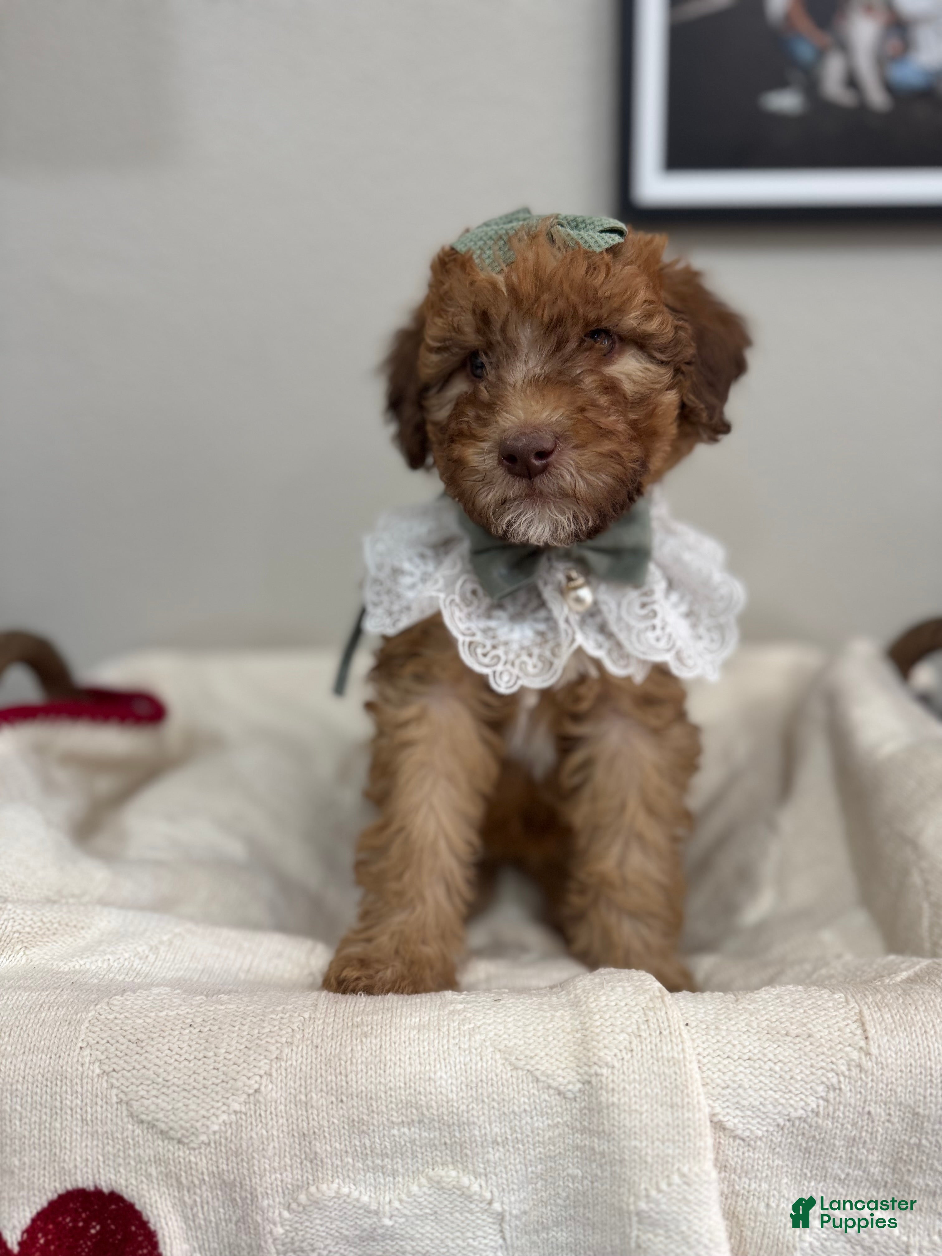 Mini Bernedoodle dogs Mini Bernedoodle Toffee-Yellow Collar - Ad 1