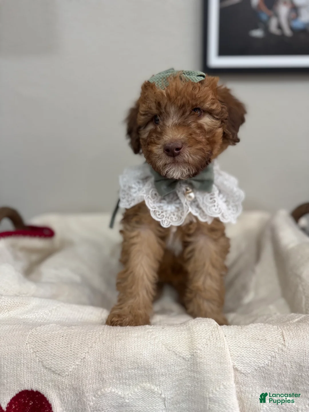 Mini Bernedoodle dogs for sale: Mini Bernedoodle Toffee-Yellow Collar - Ad 1