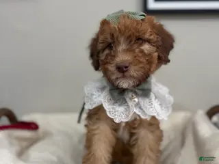 Mini Bernedoodle dogs for sale: Mini Bernedoodle Toffee-Yellow Collar - Ad 2