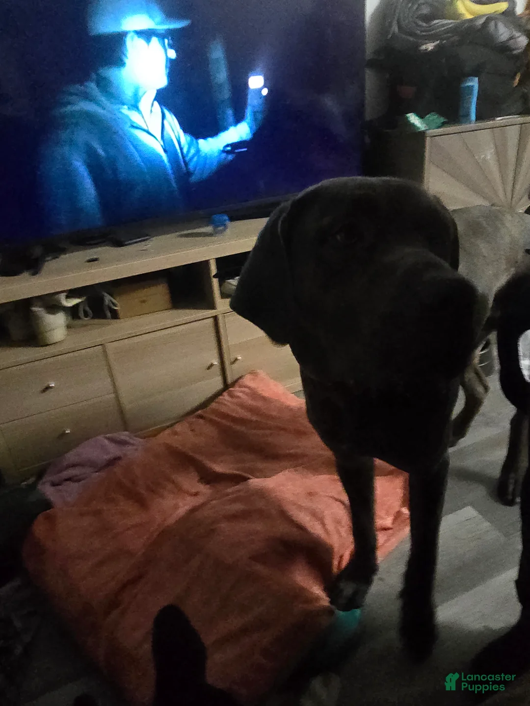 Cane Corso dogs for sale: Cane Corso Puppy 1 - Ad 4