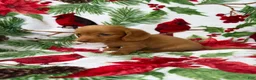 Miniature Dachshund dogs for sale: Toby - Ad 7