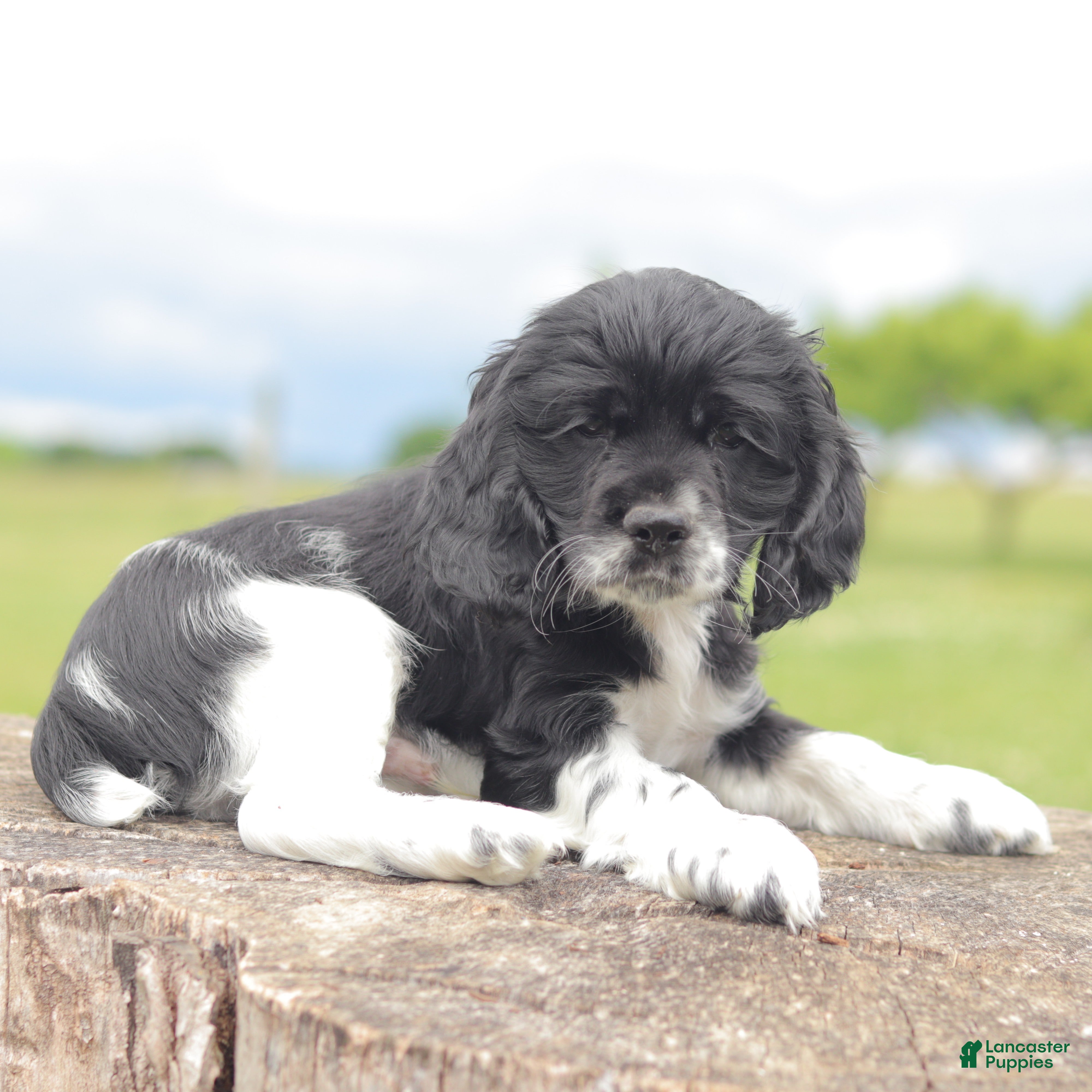 Cocker Spaniel dogs Remington  - Ad 1