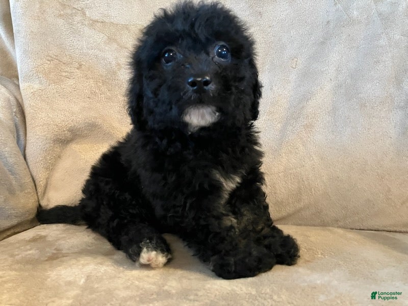 Max (Poochon, Male) in Gray Court, SC