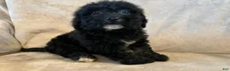 Bichpoo dogs for sale: Max - Ad 1